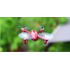 Hubsan X4 H107C - Atualizado 2.4G - 4CH - RC Drone Quadcopter - Modo 2 (Trota de mão esquerda) - Verde preto