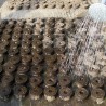 Peat pellets - seed nutrient soil - for transplanting / planting - 3 piecesGarden