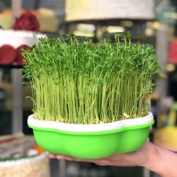 Plant germination tray - portable - moisture proof - plastic planting boxGarden
