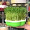 Plant germination tray - portable - moisture proof - plastic planting boxGarden