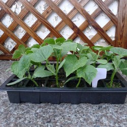 Seeds germination tray - 24 cells - with lids / breather hole - 3 piecesGarden