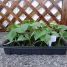 Seeds germination tray - 24 cells - with lids / breather hole - 3 piecesGarden