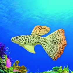 Goldfish - luminous - fish tank / aquarium decorationAquarium