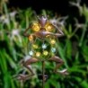 Frog shaped garden lamp - solar - waterproof