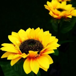 Sunflower shaped garden light - solar powered - LED - waterproof
