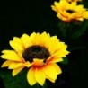 Sunflower shaped garden light - solar powered - LED - waterproof