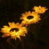 Sunflower shaped garden light - solar powered - LED - waterproof