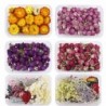 Dried flowers - chrysanthemum - resin craft / jewellery making / crystal epoxy resin filling