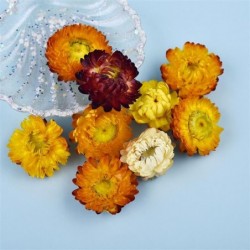 Dried flowers - chrysanthemum - resin craft / jewellery making / crystal epoxy resin filling