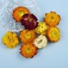 Dried flowers - chrysanthemum - resin craft / jewellery making / crystal epoxy resin filling