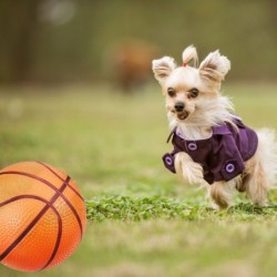 Mini bolas de basquete - infláveis - com inflador - 8 peças