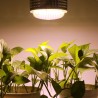 Lâmpada LED - luz de crescimento de plantas - espectro completo - hidropônico - E27 - 100W - 150W - 300W