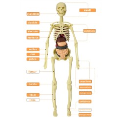 Torso humano/esqueleto - anatomia modelo - órgãos internos médicos - para ensino