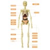 Torso humano/esqueleto - anatomia modelo - órgãos internos médicos - para ensino