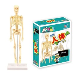 Torso humano/esqueleto - anatomia modelo - órgãos internos médicos - para ensino