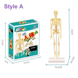 Torso humano/esqueleto - anatomia modelo - órgãos internos médicos - para ensino