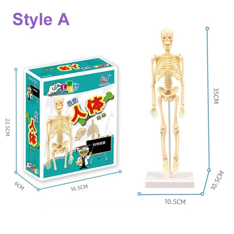 Torso humano/esqueleto - anatomia modelo - órgãos internos médicos - para ensino