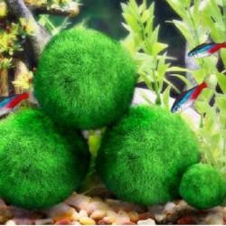 Mini bola de musgo para aquário - planta nano decorativa