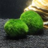 Aquarium mini moss ball - decorative nano plantDecorations
