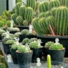 Espíritos de árvores luminosas - mini fantasmas - decoração de jardim - azul - 10 peças