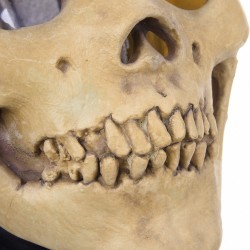 Caveira - máscara de látex de cara cheia para halloween