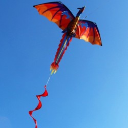 3D dragon kite with tail & line 100mKites
