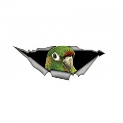 papagaio 3D verde - autocolante 15 * 6cm