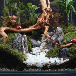 Árvore natural tronco derivawood - aquário & planta do tanque de peixe - decoração de madeira