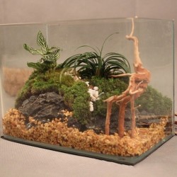 Natural tree trunk driftwood - aquarium & fish tank plant - wooden decorationAquarium