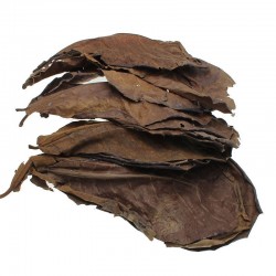 Folhas de terminalia natural para balanço de água de aquário 10 peças