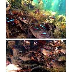 Natural terminalia leaves for aquarium water balance 10 piecesAquarium