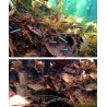 Natural terminalia leaves for aquarium water balance 10 piecesAquarium